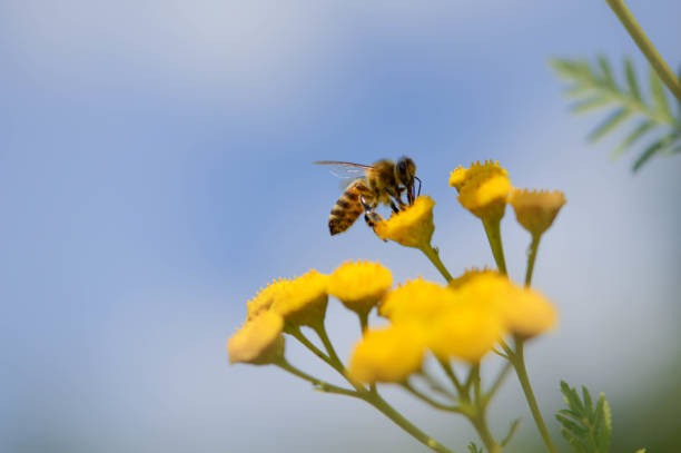 istock Bee on a a tansy yellow flower, pollinating, close up. 1327330110