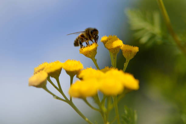 istock Bee on a a tansy yellow flower, pollinating, close up. 1327330112