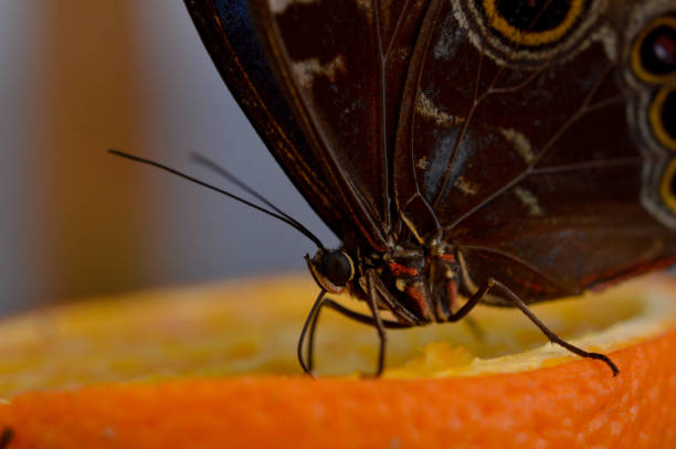 istock Morpho peleides tropical butterfly feeding on a orange 1327330205