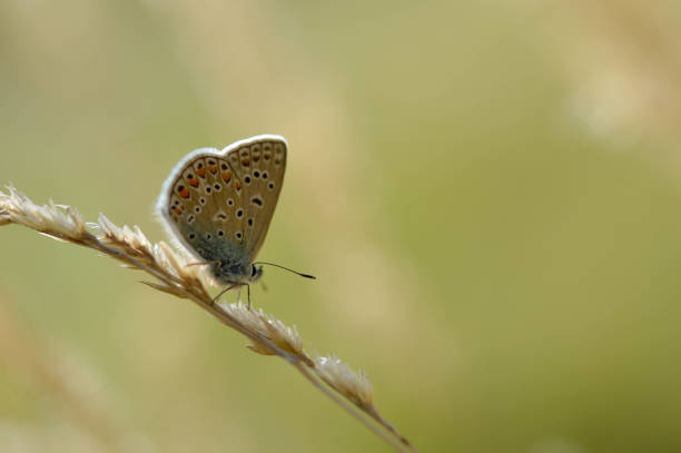 istock Brown argus small butterfly on a plant in nature macro 1327330216