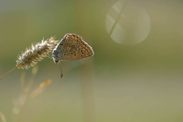 istock Brown argus small butterfly on a plant in nature macro 1327330228