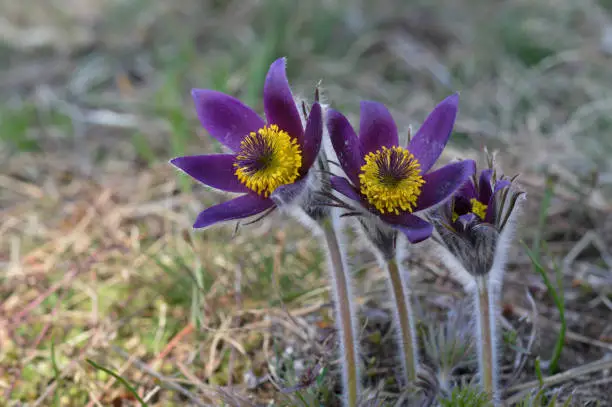 Pasque flower in the wild, hairy purple wildflower in nature, spring wildflower close up, three flowers