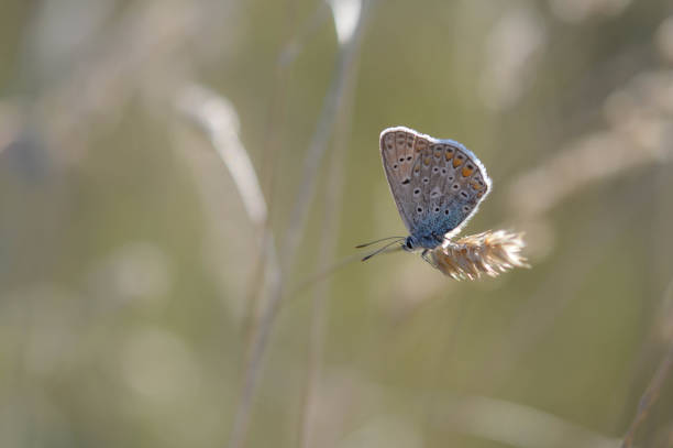 istock Common blue butterfly, small butterfly blue and grey, macro 1327330326