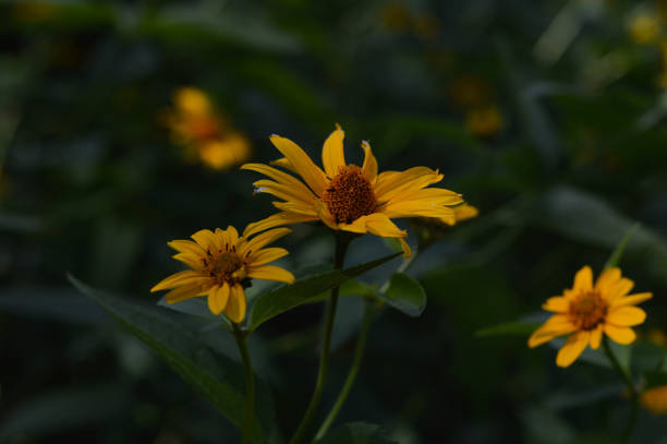 istock Smooth oxeye, false sunflower yellow floer in the garden, 1327330337