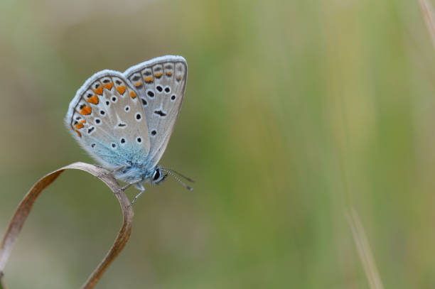 istock Common blue butterfly, small butterfly blue and grey, macro 1327331124