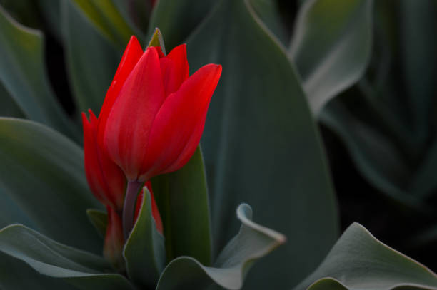 istock Field of beautiful red tulips 1327331178