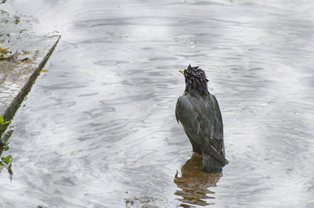 The starling is swimming in a puddle.It's very hot outside.