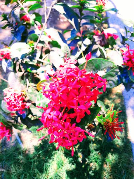 istock Tropical plants in boho chic summer vibes 1327331417