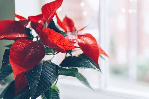 istock Christmas Poinsettia in ceramic pot 1327332361