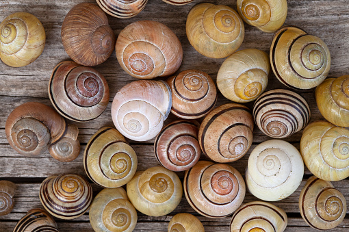 Collection of snail shells on wooden table