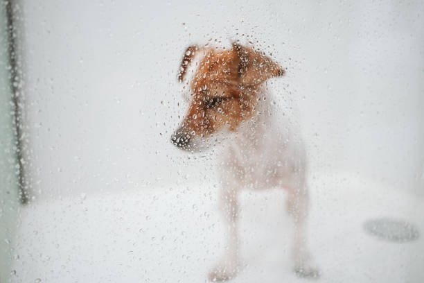 istock cute wet jack russell dog standing in shower ready for bath time. Selective Focus on water drops on glass. Pets indoors at home 1327332745