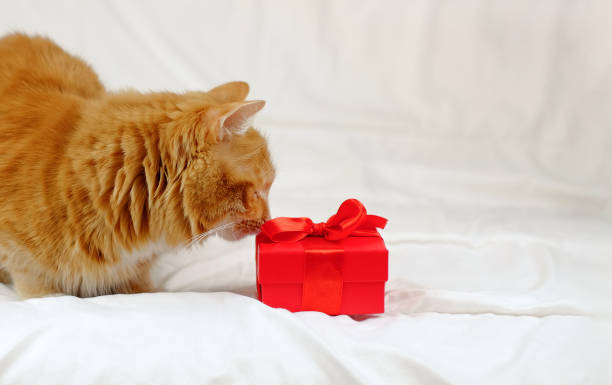 istock Ginger cat near red gift box on bed, copy space 1327332929