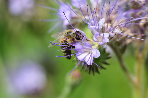 Close-up of a honey bee looking for food on a tansy phacelia (Phacelia tanacetifolia)