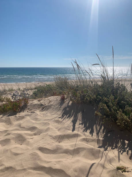 istock Sand dune on the Atlantic Ocean with plants and herbs in the foreground - beach 1327334229