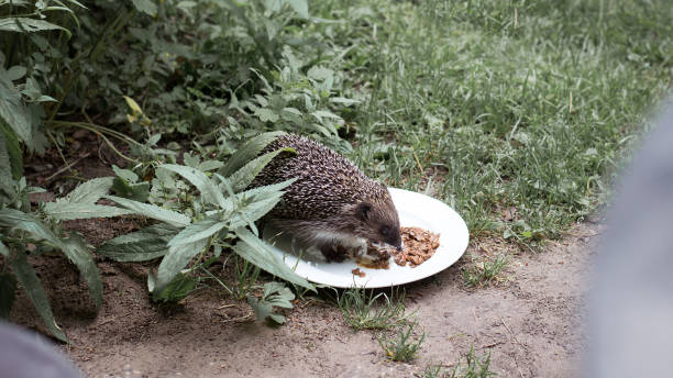 Hedgehog eating from a plate