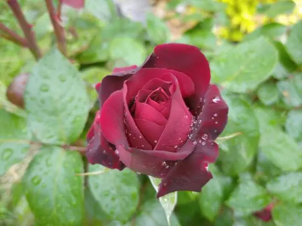 Photo of Dark red rose against the background of green leaves. Ingrid Bergman variety rose