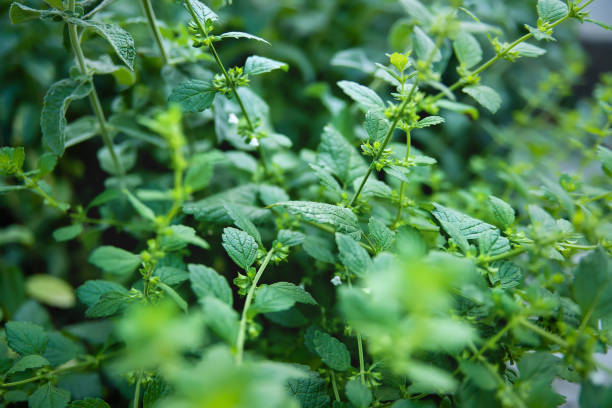 istock Mint plant grow at vegetable garden 1327335273