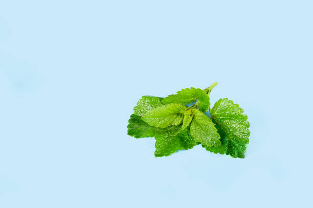 istock Mint leaves isolated on blue background. 1327335329