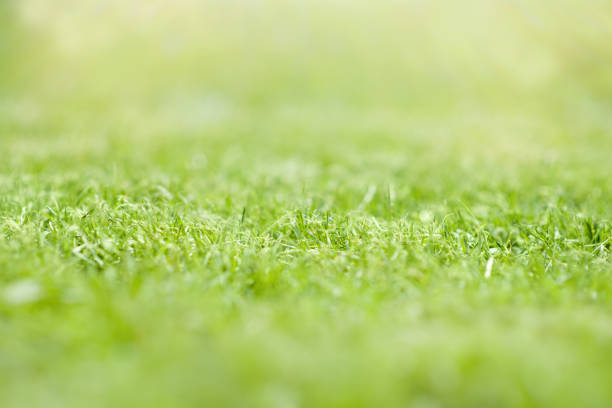 istock summer grass field with sunny background 1327335417