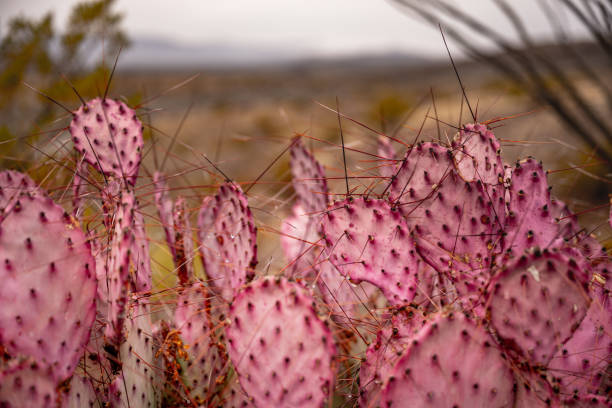 istock Purple Tinged Prickly Pear Cactus 1327335530