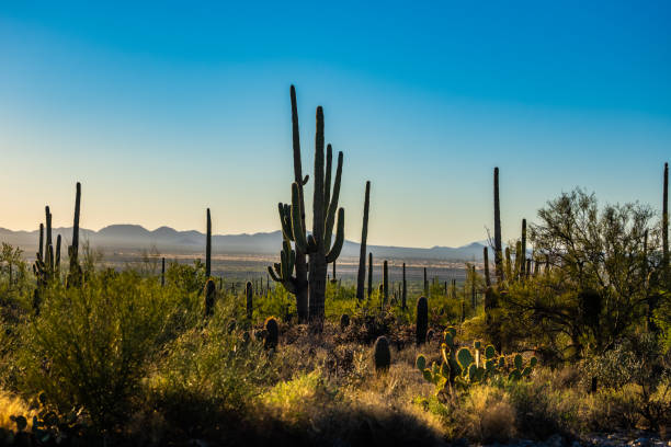 istock Saguaro with Many Arms Among Other cactus 1327336412