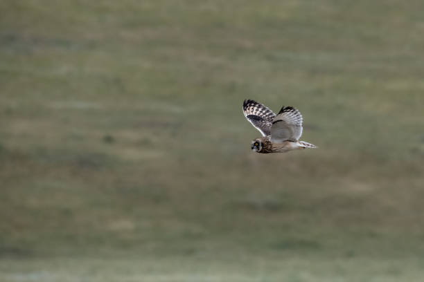 istock Short Eared Owl Stretches Its Wings In Flight 1327336589