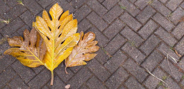istock Yellow big leaves on the paved block banner 1327336772