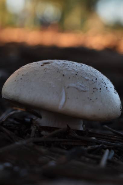 White amanita sp White amanita sp amanita citrina photos stock pictures, royalty-free photos & images