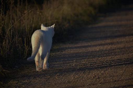 White cat on the street walking away