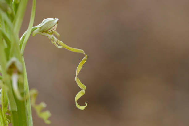 istock Wild orchids, in their natural habitat 1327338043