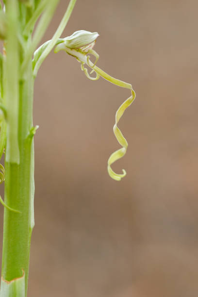 istock Wild orchids, in their natural habitat 1327338049