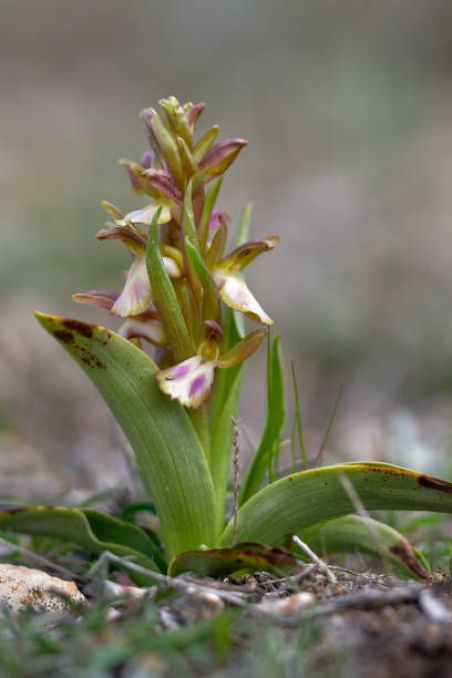 istock Wild orchids, in their natural habitat 1327338118