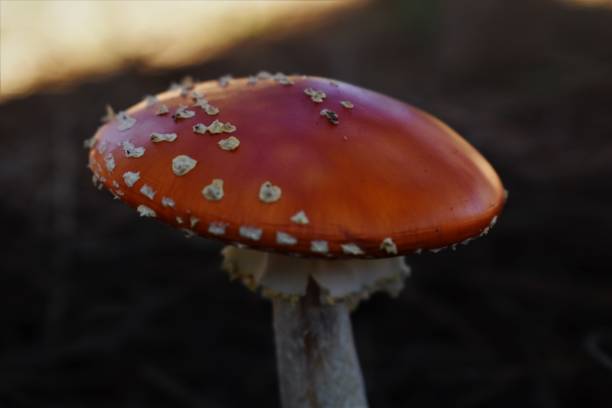 アマニタ・ムスカリア・フライ・アガリック - magic mushroom moss autumn outdoors ストックフォトと画像