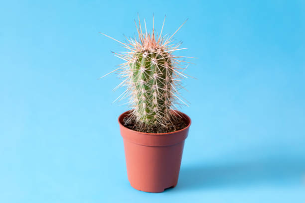 istock Small Stetsonia coryne cactus in flower pot on blue background 1327338733