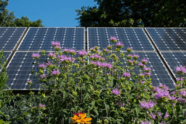 Bee balm with solar panels in the background illustrating sustainability by coexisting in a pollinator garden.  Bee balm or Monarda is a flowering plant in the mint family.