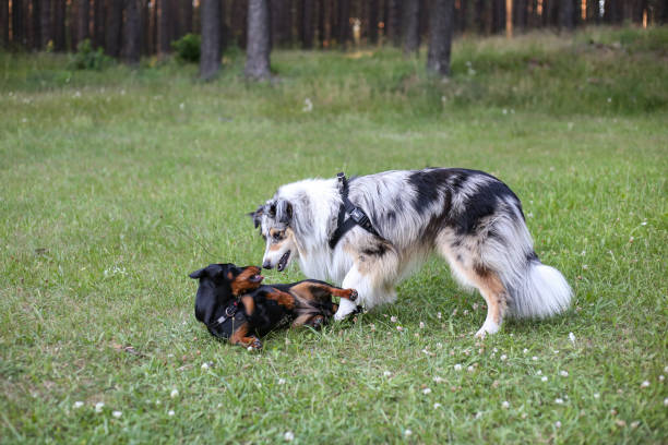 istock Two young cute dogs play fighting on a green grass. 1327339650