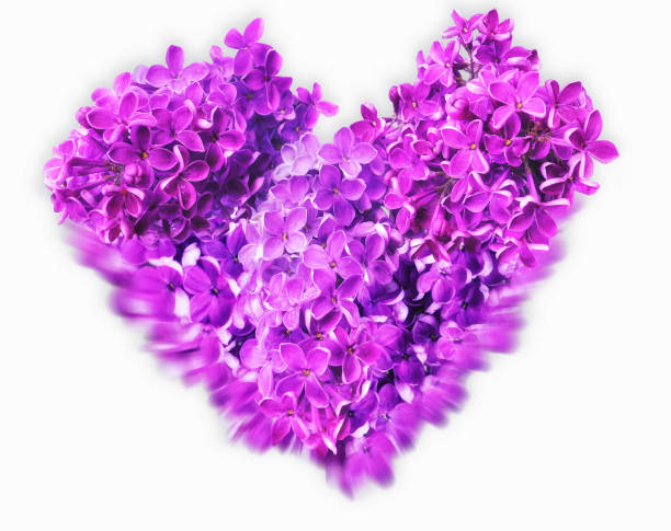 Close up of pretty purple flowers