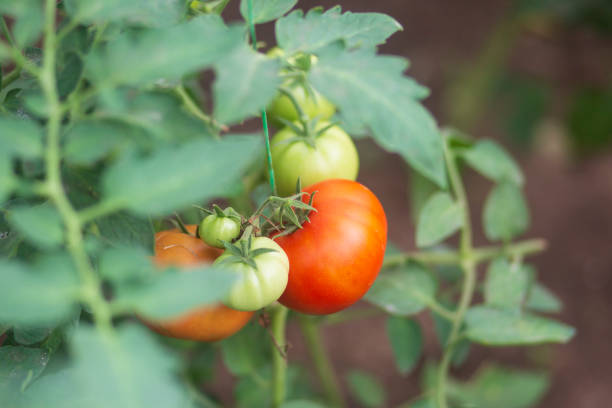 istock Tomatoes grown in a greenhouse. 1327339949