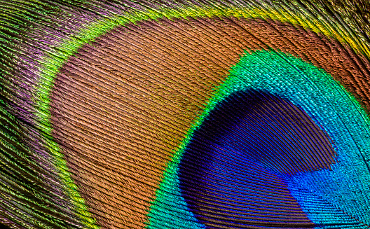 Macro shot of a peacock feather detail