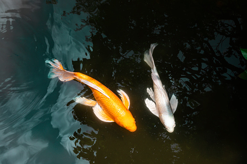 Koi fishes swim in the pond.