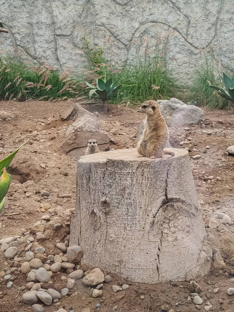 istock Meerkat standing on a log watching the horizon. 1327341219