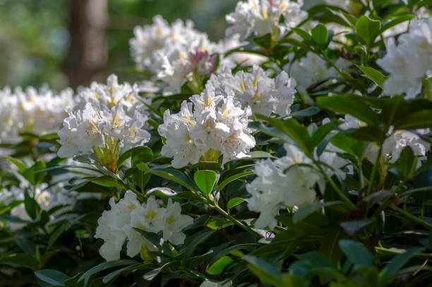 rhododendron madame masson flores brancas com pontos amarelos em flor, arbusto sempre verde florido, folhas verdes - berry fruit pink vibrant color leaf - fotografias e filmes do acervo