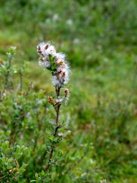 istock Creeping willow aka Salix repens with seeds. Low growing shrub. 1327343834
