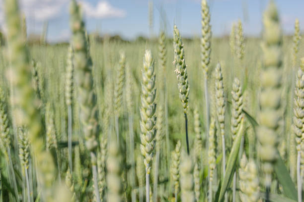 istock Green wheat in a field in summer. Selective focus. 1327343838