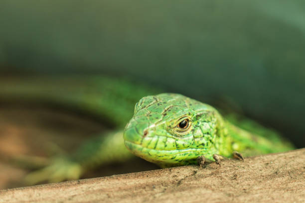 retrato del lagarto verde europeo (lacerta agilis) - lacerta agilis fotografías e imágenes de stock