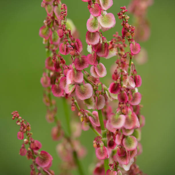 istock Rumex crispus, dock flower spike, red in the sun. Nature weed macro. 1327345089