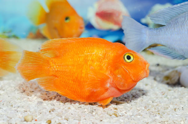 istock A large goldfish, on a defocused background in an aquarium 1327345422