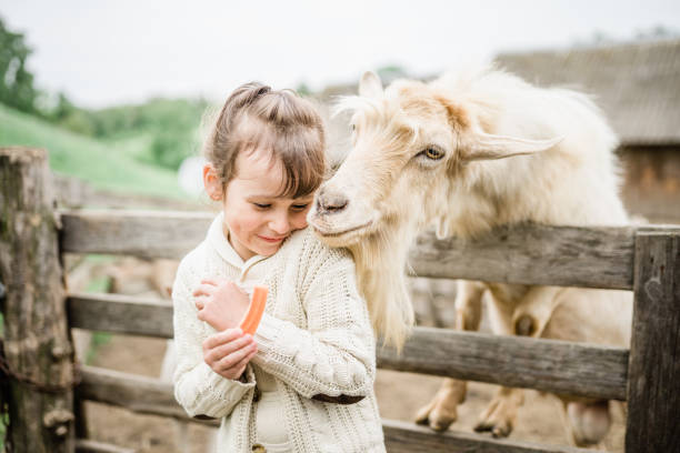 Little girl feeding goats on the farm. stock photo
