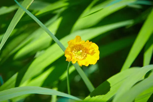 Close up of wild yellow flower on green background.Close up of wild yellow flower on green background.