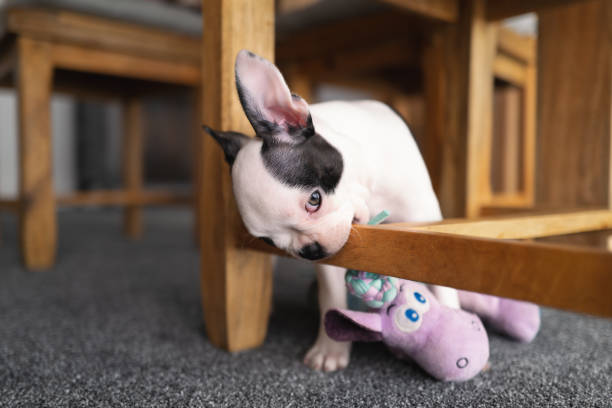Boston Terrier puppy chewing the wooden base of a wooden dining room chair. Boston Terrier puppy chewing the wooden base of a wooden dining room chair. chewing stock pictures, royalty-free photos & images